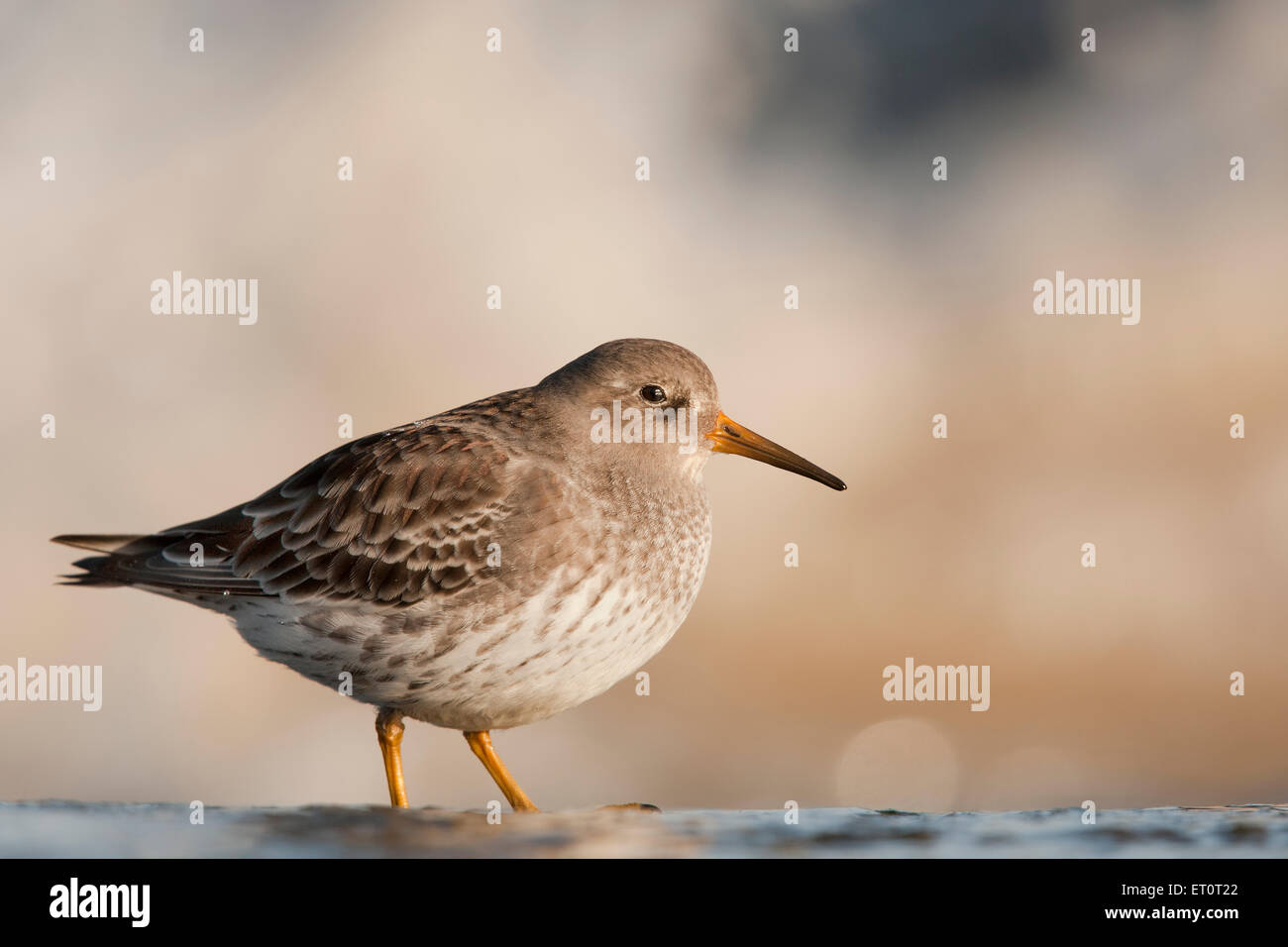 Meerstrandläufer (Calidris Maritima), unter der Küste, Suffolk, UK. Stockfoto