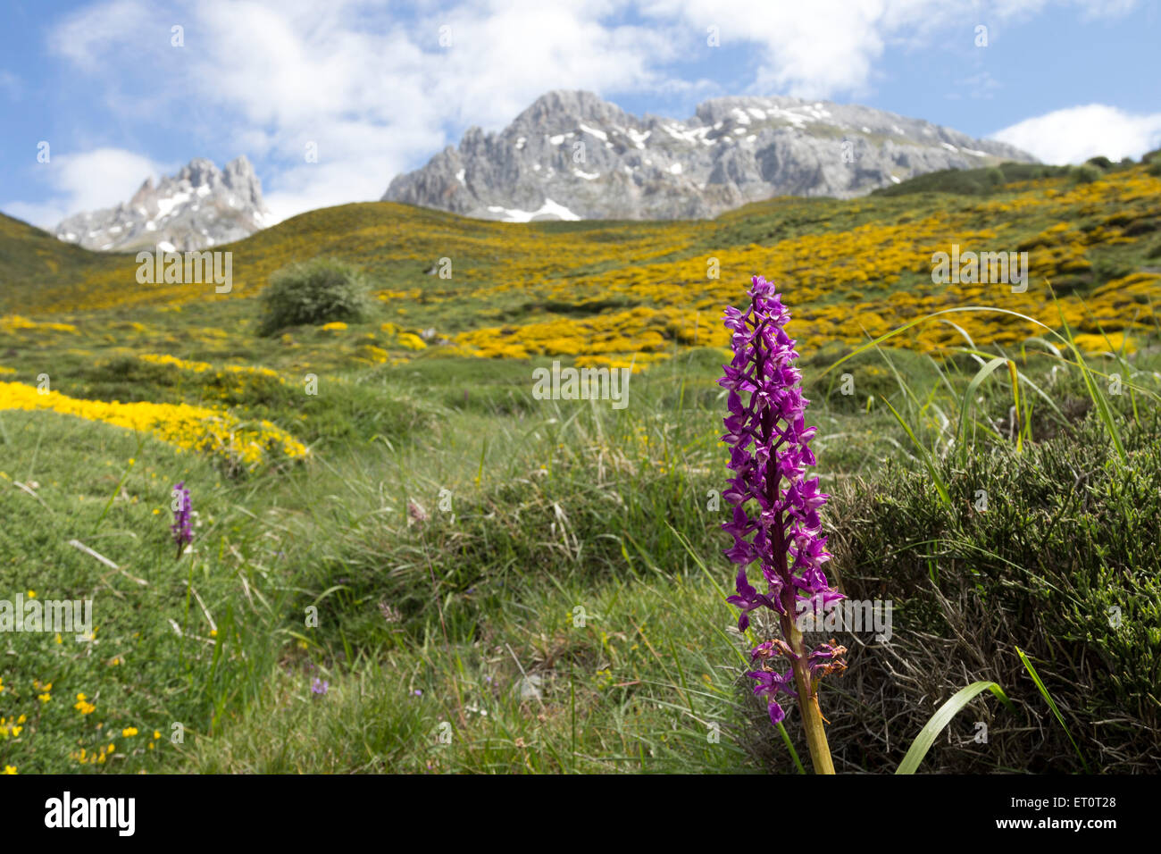 Frühlingsblumen in den Wiesen oberhalb der Ortschaft von Santa Marina de Valdeón, Picos de Europa Gebirge, Kantabrien Spanien Stockfoto