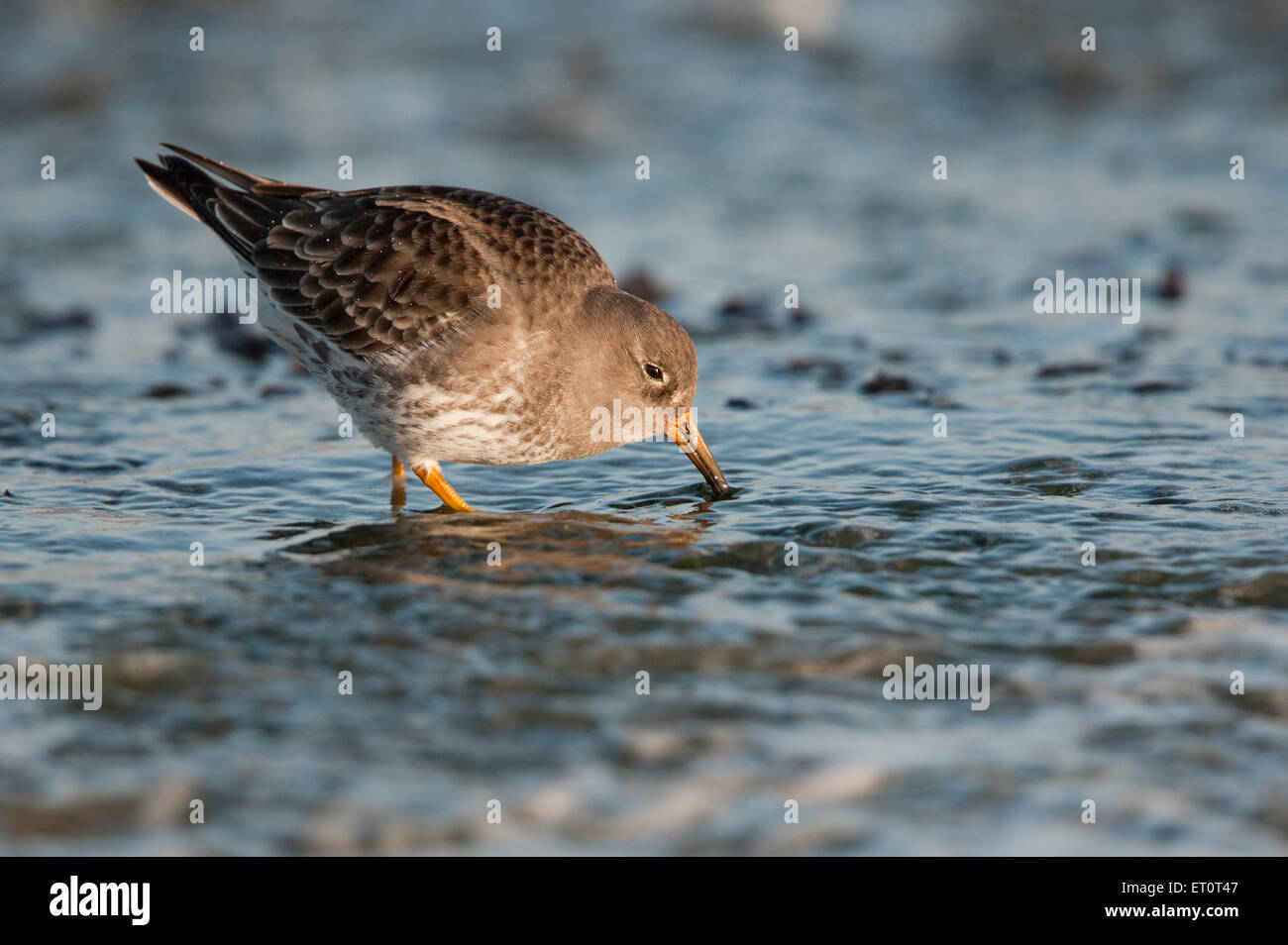 Meerstrandläufer (Calidris Maritima), unter der Küste, Suffolk, UK. Stockfoto