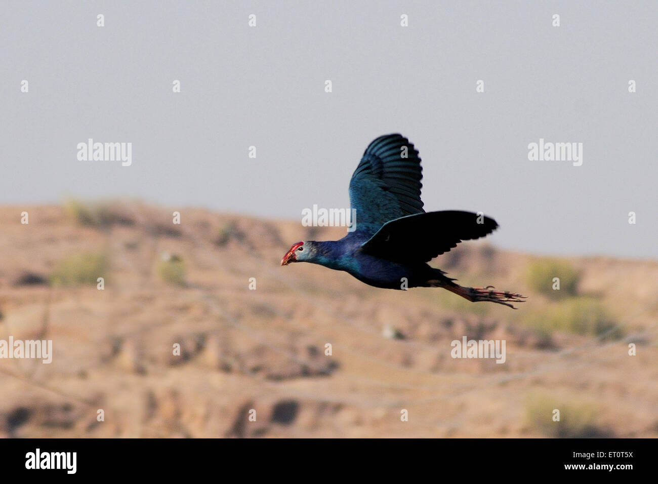 Purple Moorhen, Porphyrio porphyrio, Marshhen, westlicher Sumpf, purpurer Sumpf, Sultana Bird, Jodhpur, Rajasthan, Indien Stockfoto