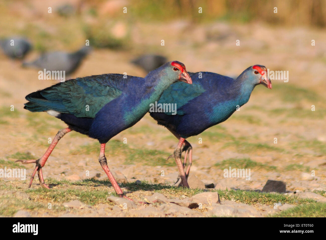 Purple Moorhen, Porphyrio porphyrio, Marshhen, westlicher Sumpf, purpurer Sumpf, Sultana Bird, Jodhpur, Rajasthan, Indien Stockfoto