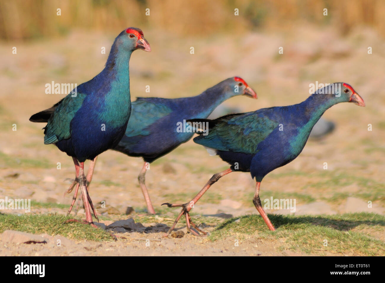 Purple Moorhen, Porphyrio porphyrio, Marshhen, westlicher Sumpf, purpurer Sumpf, Sultana Bird, Jodhpur, Rajasthan, Indien Stockfoto