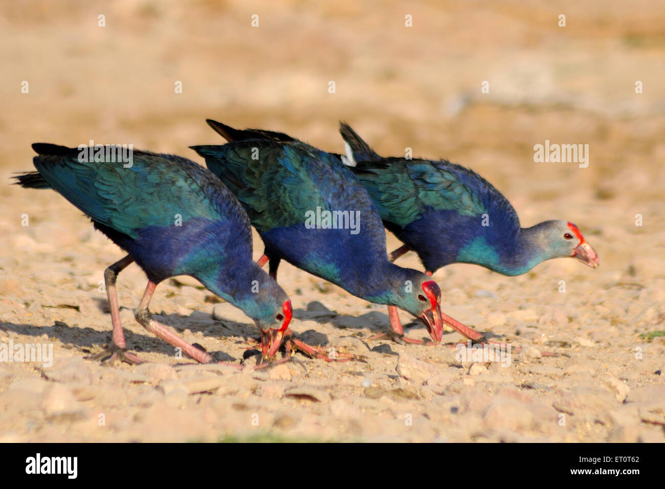 Purple Moorhen, Porphyrio porphyrio, Marshhen, westlicher Sumpf, purpurer Sumpf, Sultana Bird, Jodhpur, Rajasthan, Indien Stockfoto