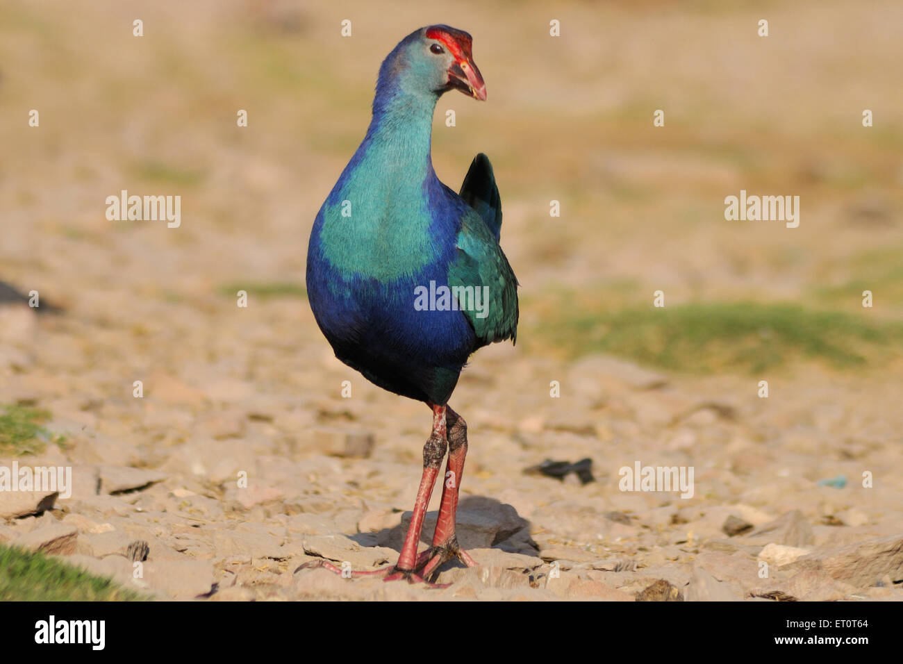 Purple Moorhen, Porphyrio porphyrio, Marshhen, westlicher Sumpf, purpurer Sumpf, Sultana Bird, Jodhpur, Rajasthan, Indien Stockfoto