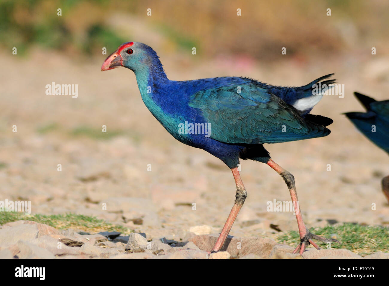 Vögel; Purpurhuhn Porphyrio Porphyrio in Jodhpur; Rajasthan; Indien Stockfoto