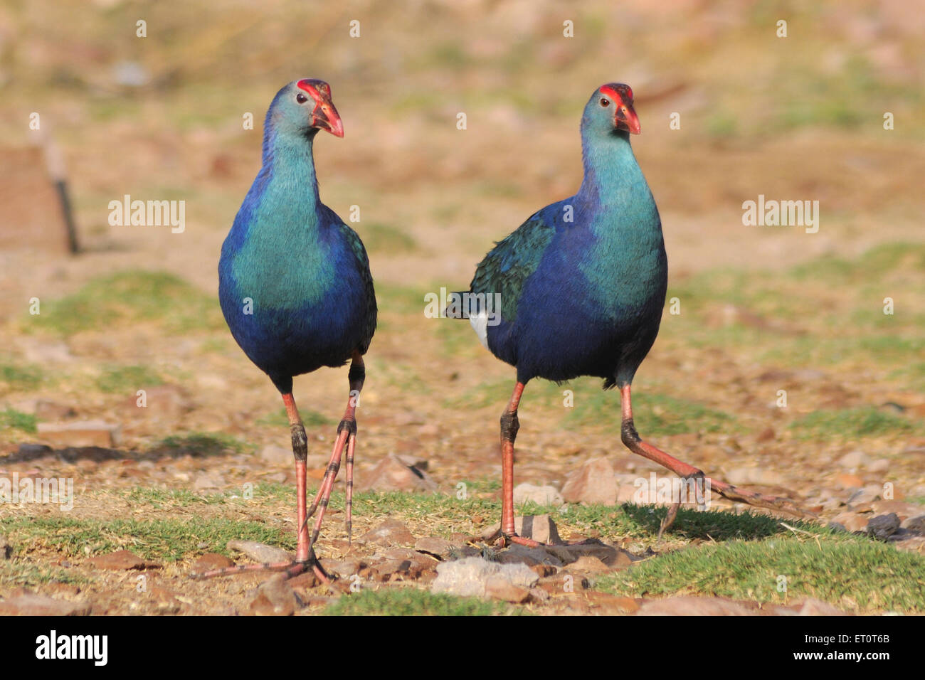 Purple Moorhen, Porphyrio porphyrio, Marshhen, westlicher Sumpf, purpurer Sumpf, Sultana Bird, Jodhpur, Rajasthan, Indien Stockfoto