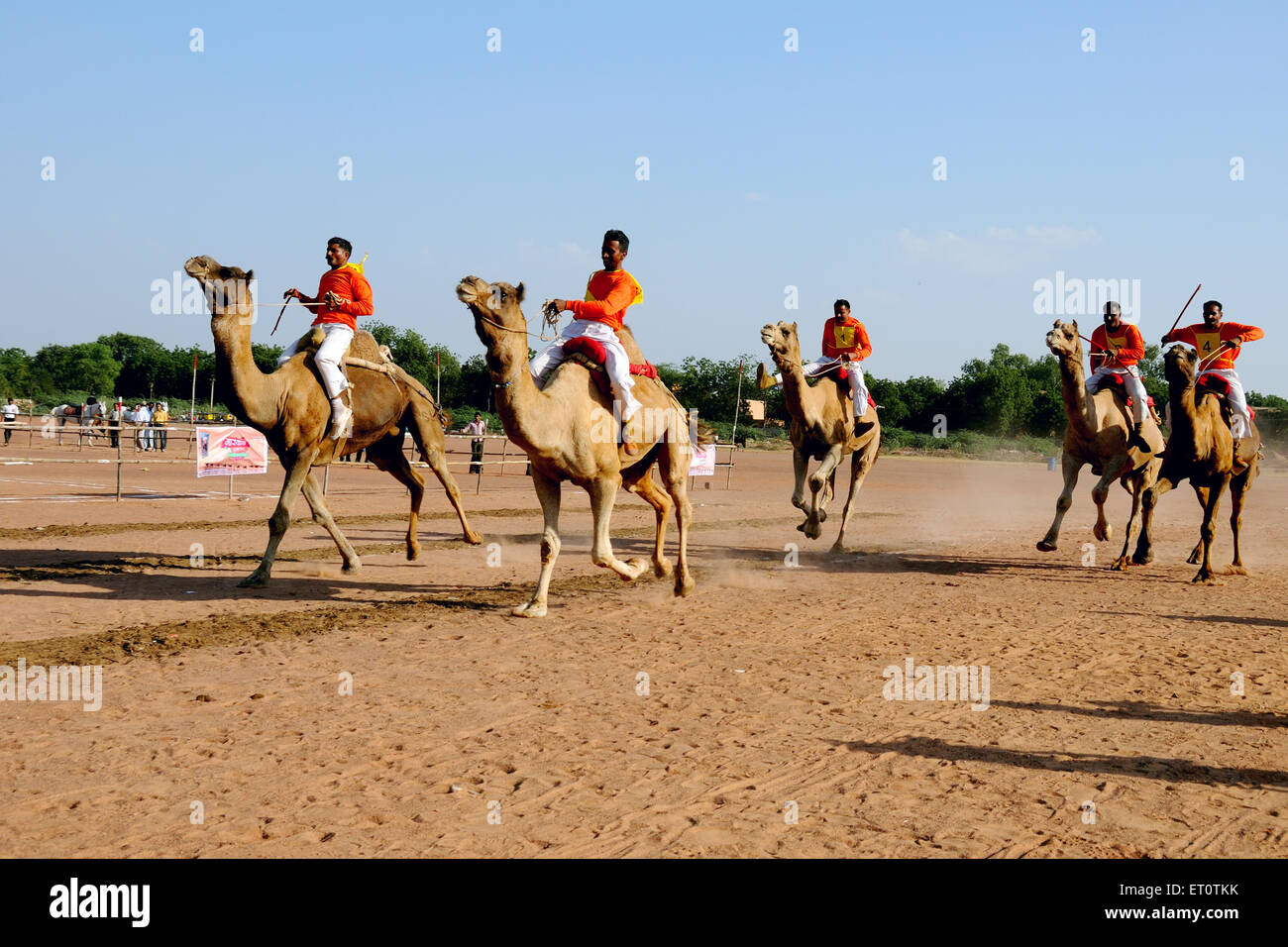 Kamelrennen Marwar Festival; Jodhpur; Rajasthan; Indien-Herr #786 Stockfoto