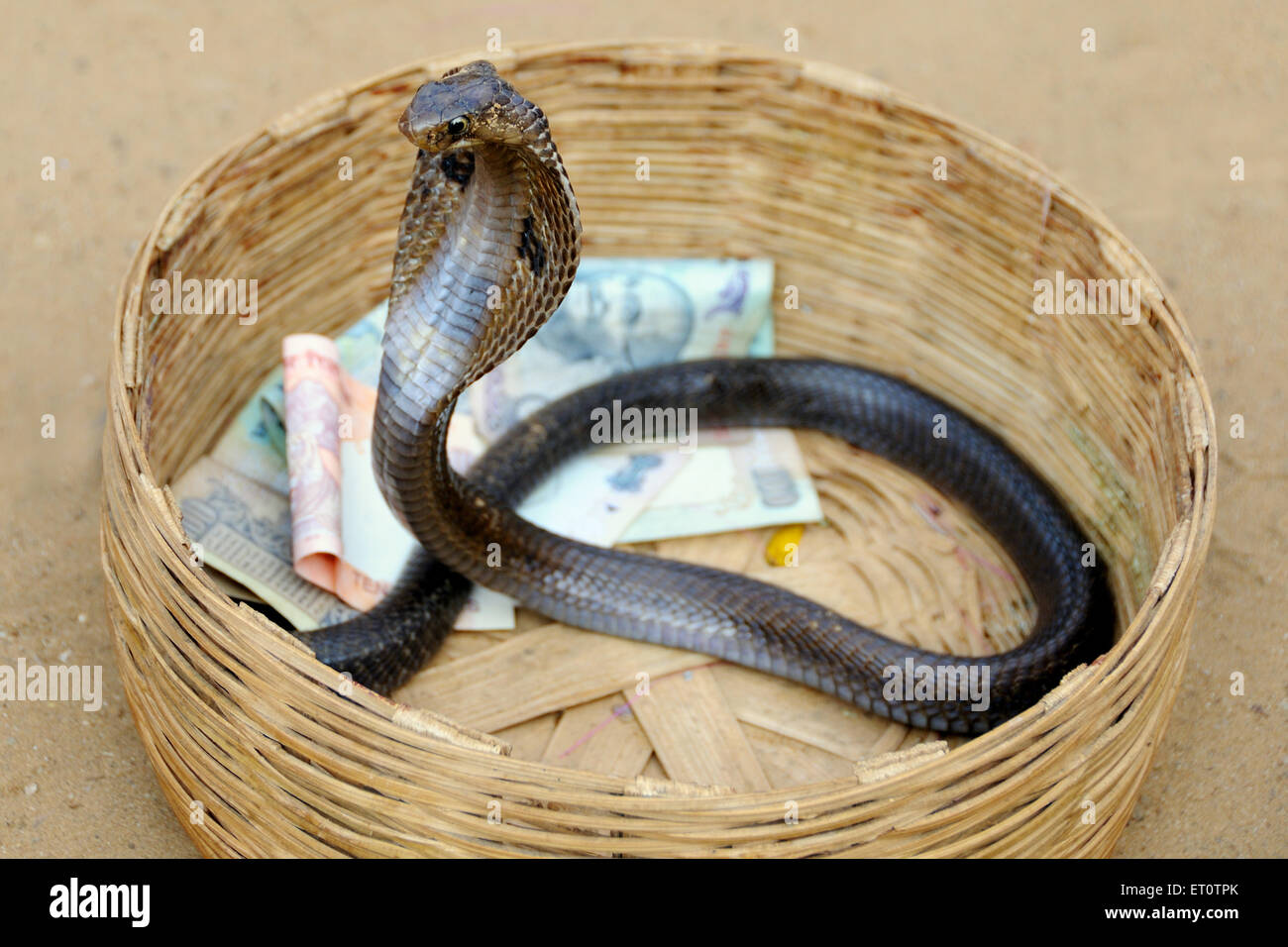 Kobra Schlange in einem Korb mit Geld; Rajasthan; Indien Stockfoto