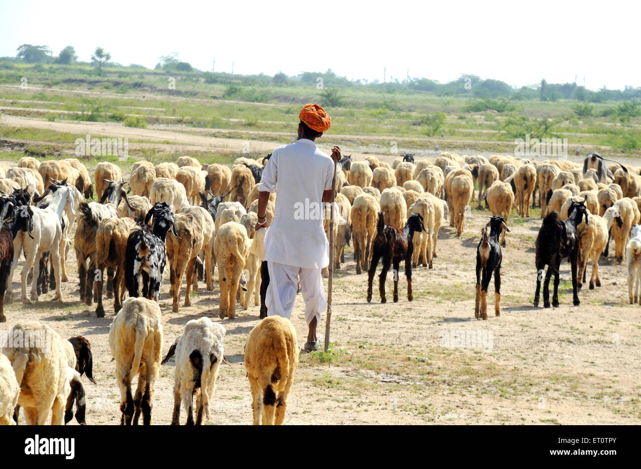 Shepherd zu Fuß mit Ziegen und Schafen bei Pushkar; Rajasthan; Indien; Asien; Indisch; Asiatisch Stockfoto