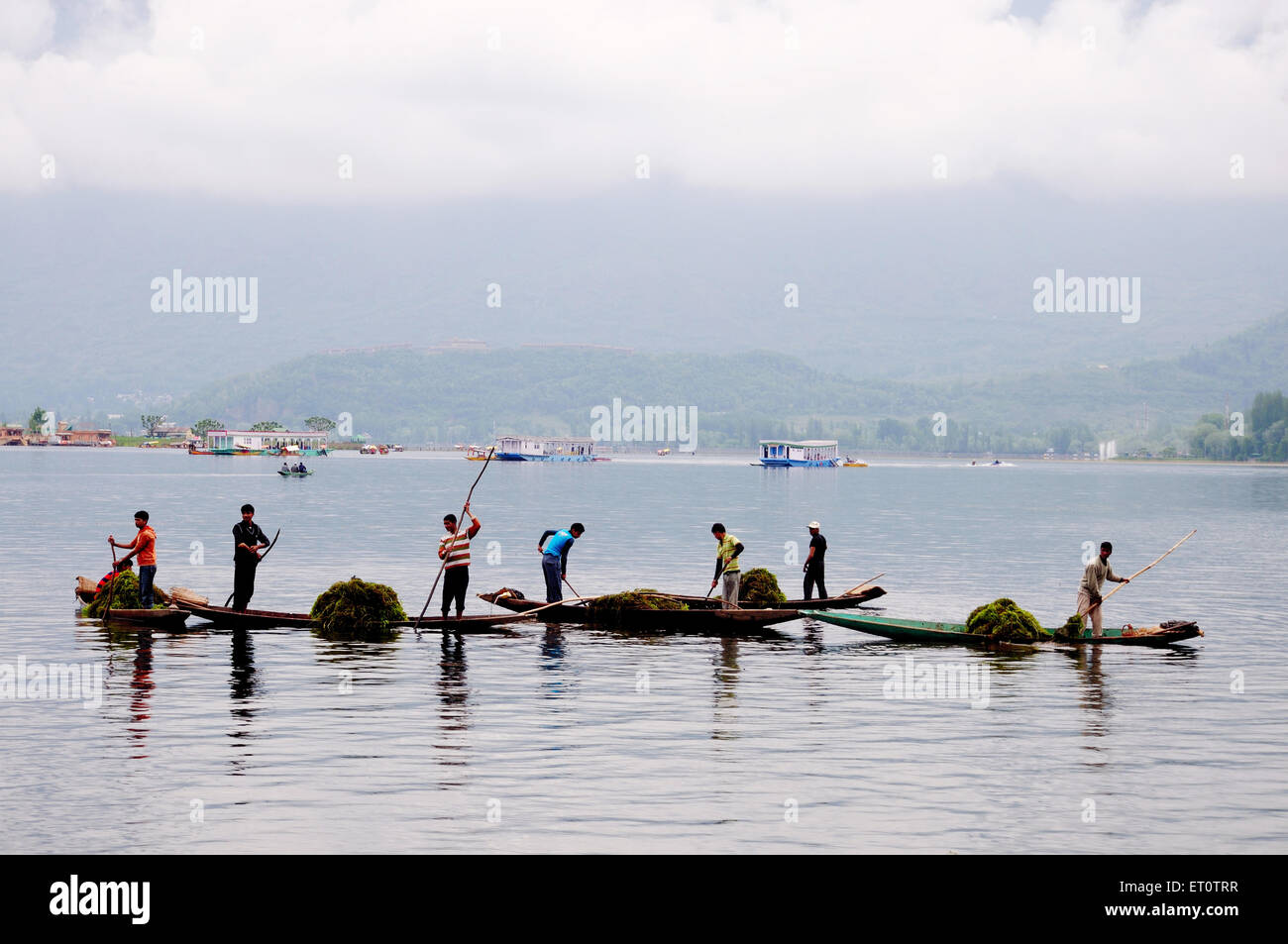 Menschen sammeln Algen von dal-See; Srinagar; Jammu und Kaschmir; Indien Stockfoto