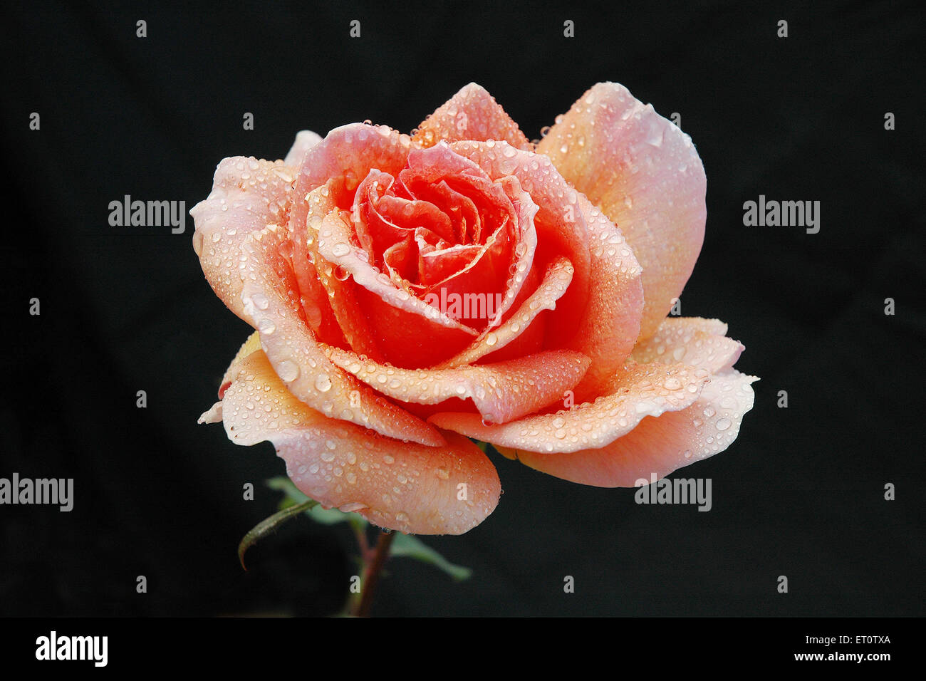 Rose mit Wassertropfen auf schwarzem Hintergrund Stockfoto