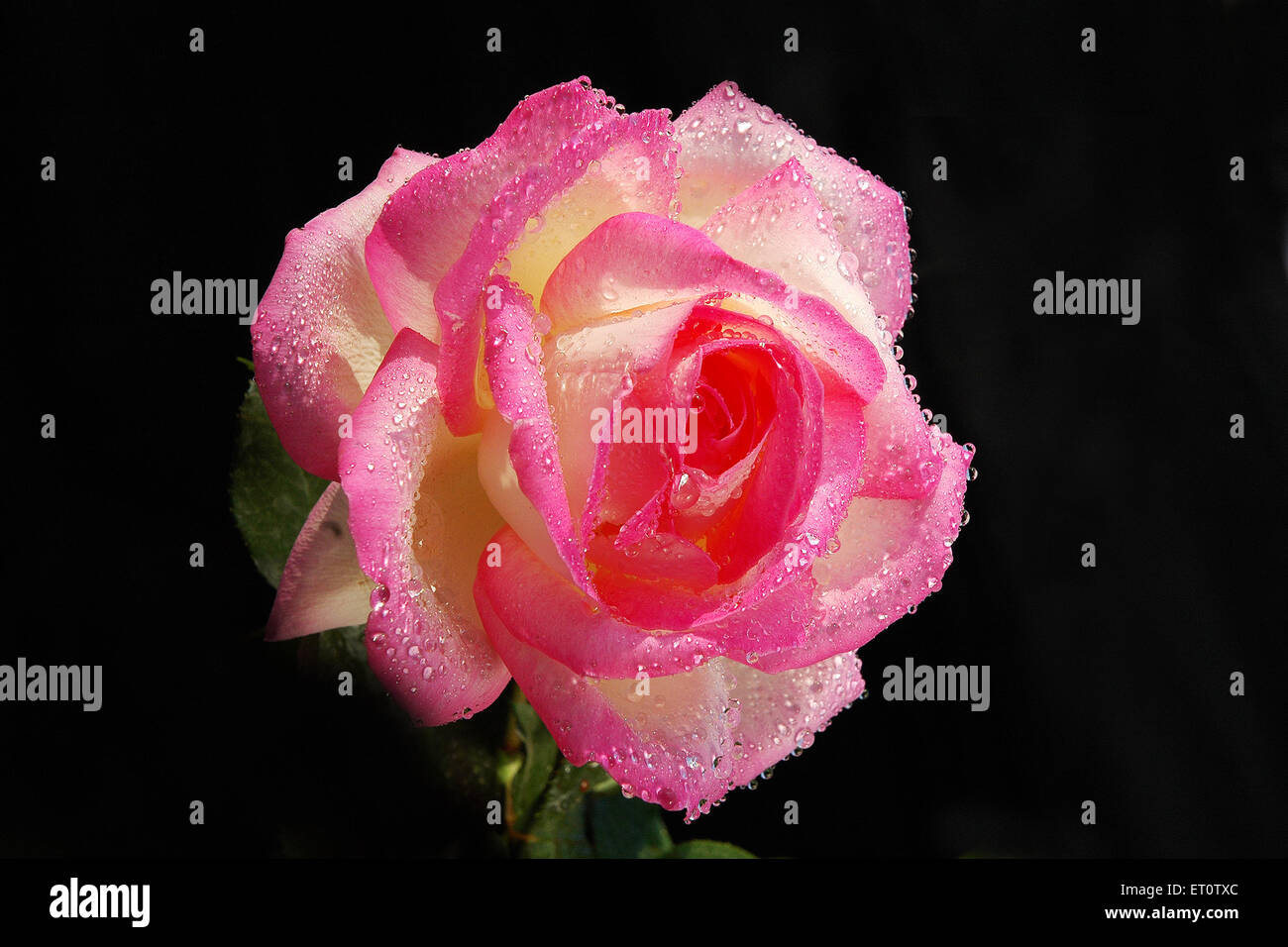 Rose mit Wassertropfen auf schwarzem Hintergrund Stockfoto