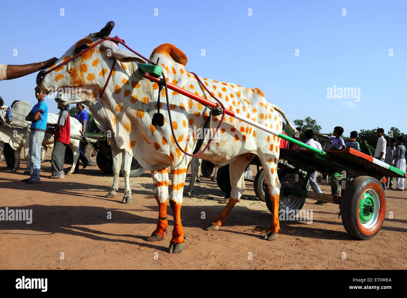 Ochsenkarren auf Marwar Festivals; Jodhpur; Rajasthan; Indien Stockfoto