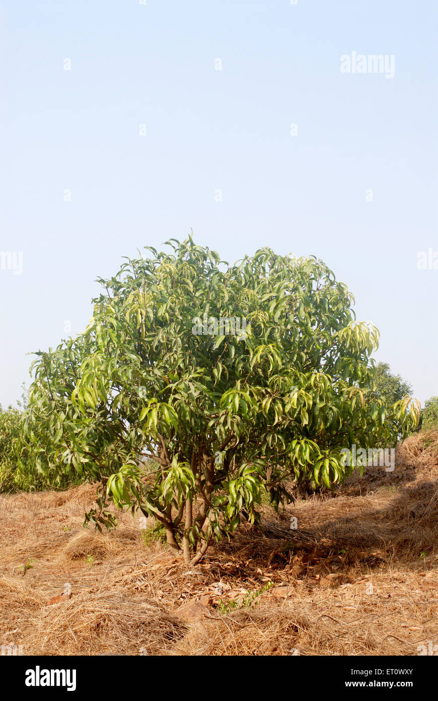 Mangobaum, Mangifera indica, Raigad, Maharashtra, Indien Stockfoto