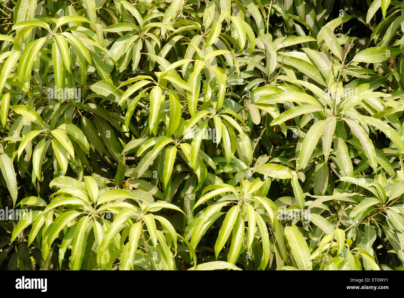 Mangoblätter, Mangifera indica, Raigad, Maharashtra, Indien Stockfoto