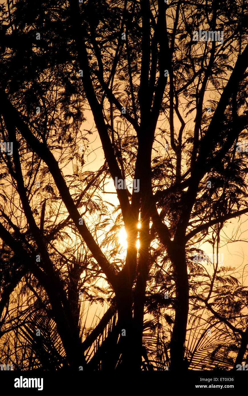 Baumsilhouette Sonnenuntergang durch Blätter, Jambhulwadi, Raigad, Maharashtra, Indien Stockfoto