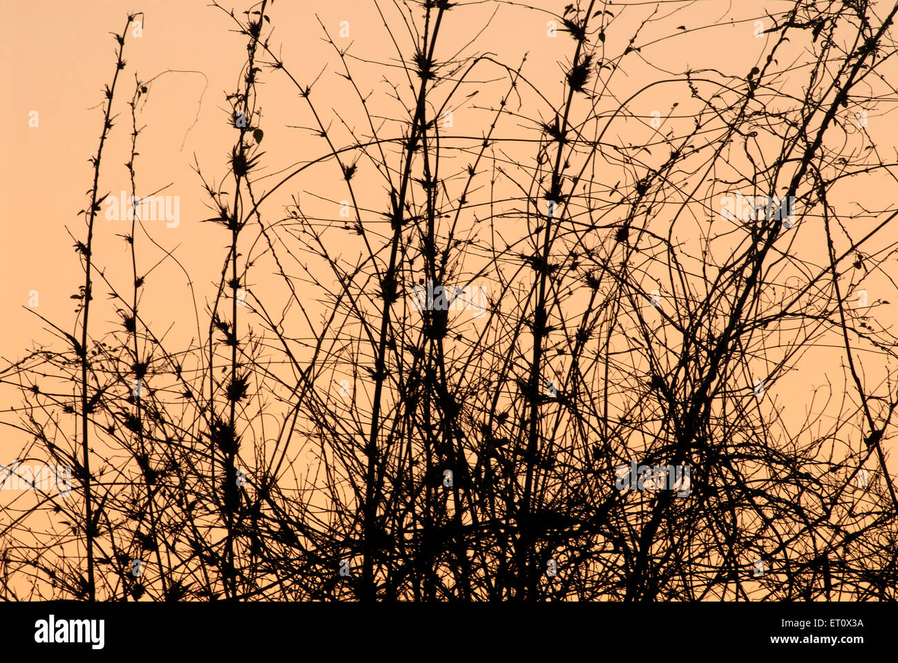 Baumsilhouette Sonnenuntergang durch Blätter, Jambhulwadi, Raigad, Maharashtra, Indien Stockfoto