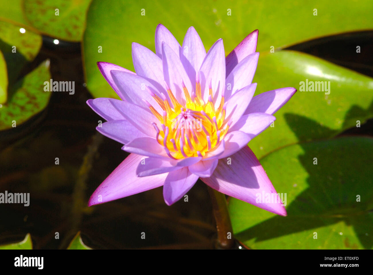 lotus, nelumbo nucifera, indischer Lotus, heiliger Lotus, Bohne indiens, ägyptische Bohne Stockfoto