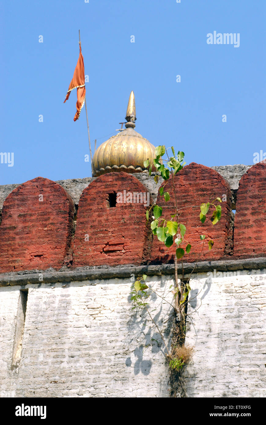 bodhi-Baum, Pippala-Baum, Peepul-Baum, Peepal-Baum, Pipal-Baum, Ashvattha Baum, Shree Devdeveshwar Tempelmauer, Parvati Hügel, Pune, Maharashtra, Indien Stockfoto