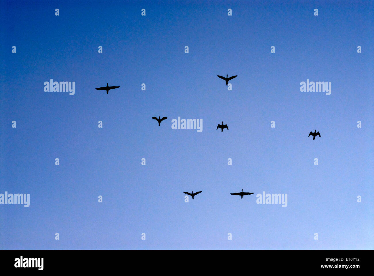 Sieben wilde Enten fliegen Stockfoto