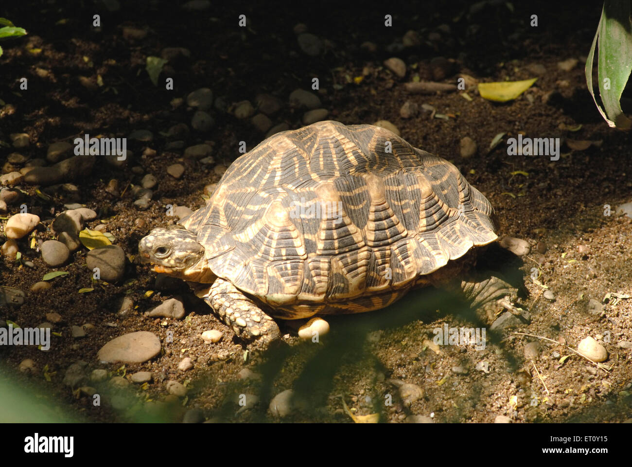 Indische Sterne Schildkröte Geochelone Elegans Reptilien Schlange Park Rajiv Gandhi Zoologischer Park Wildtierforschung Katraj Pune Indien Stockfoto