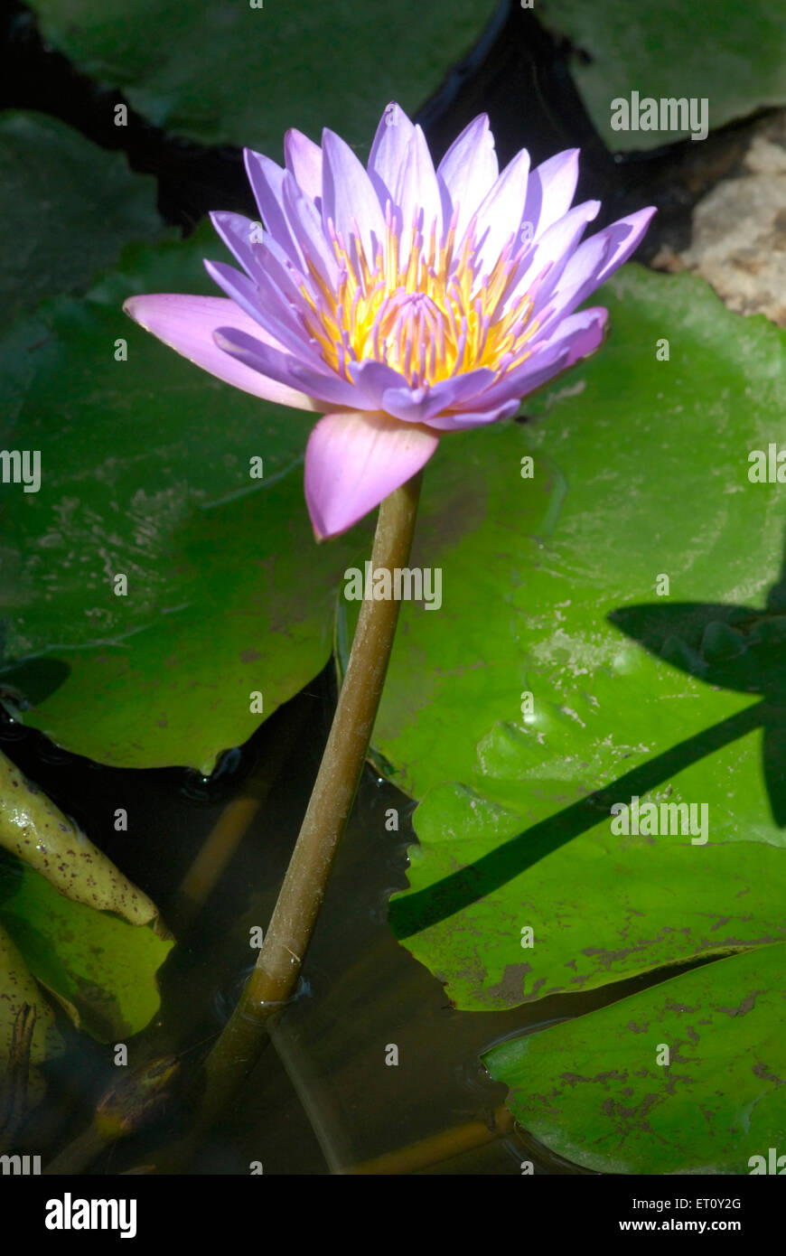 lotus, nelumbo nucifera, indischer Lotus, heiliger Lotus, Bohne indiens, ägyptische Bohne Stockfoto