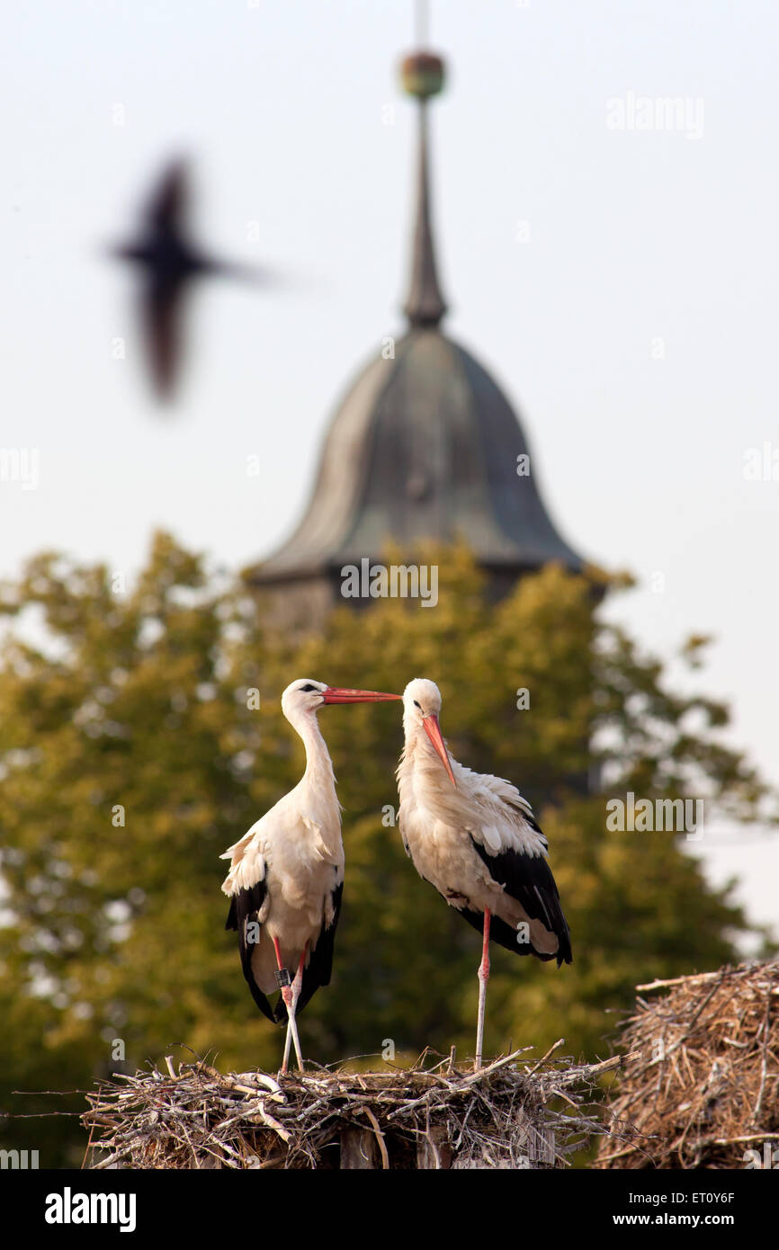 Ruehstaedt, Deutschland, Störche auf ihren Nestern Stockfoto