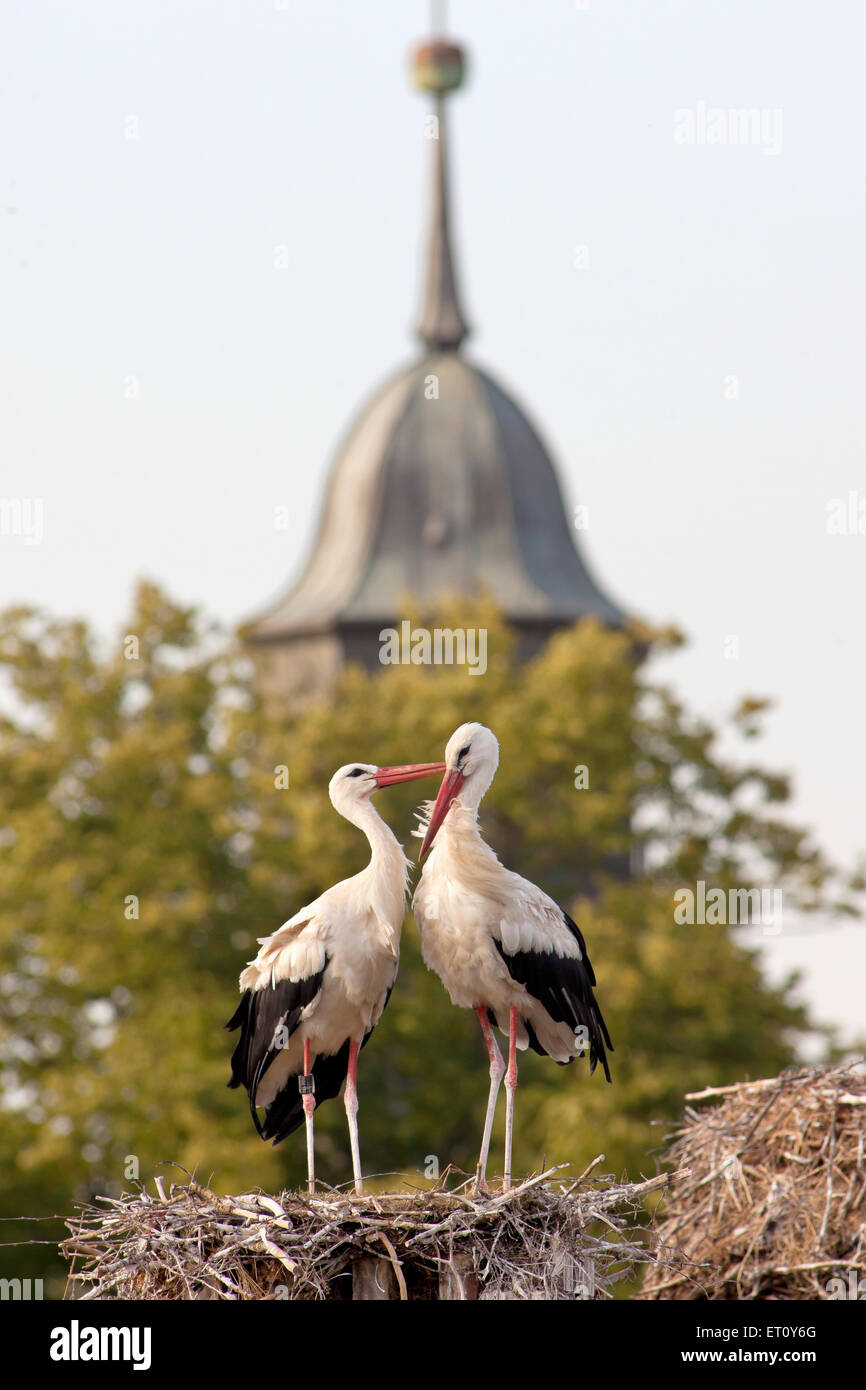 Ruehstaedt, Deutschland, Störche auf ihren Nestern Stockfoto