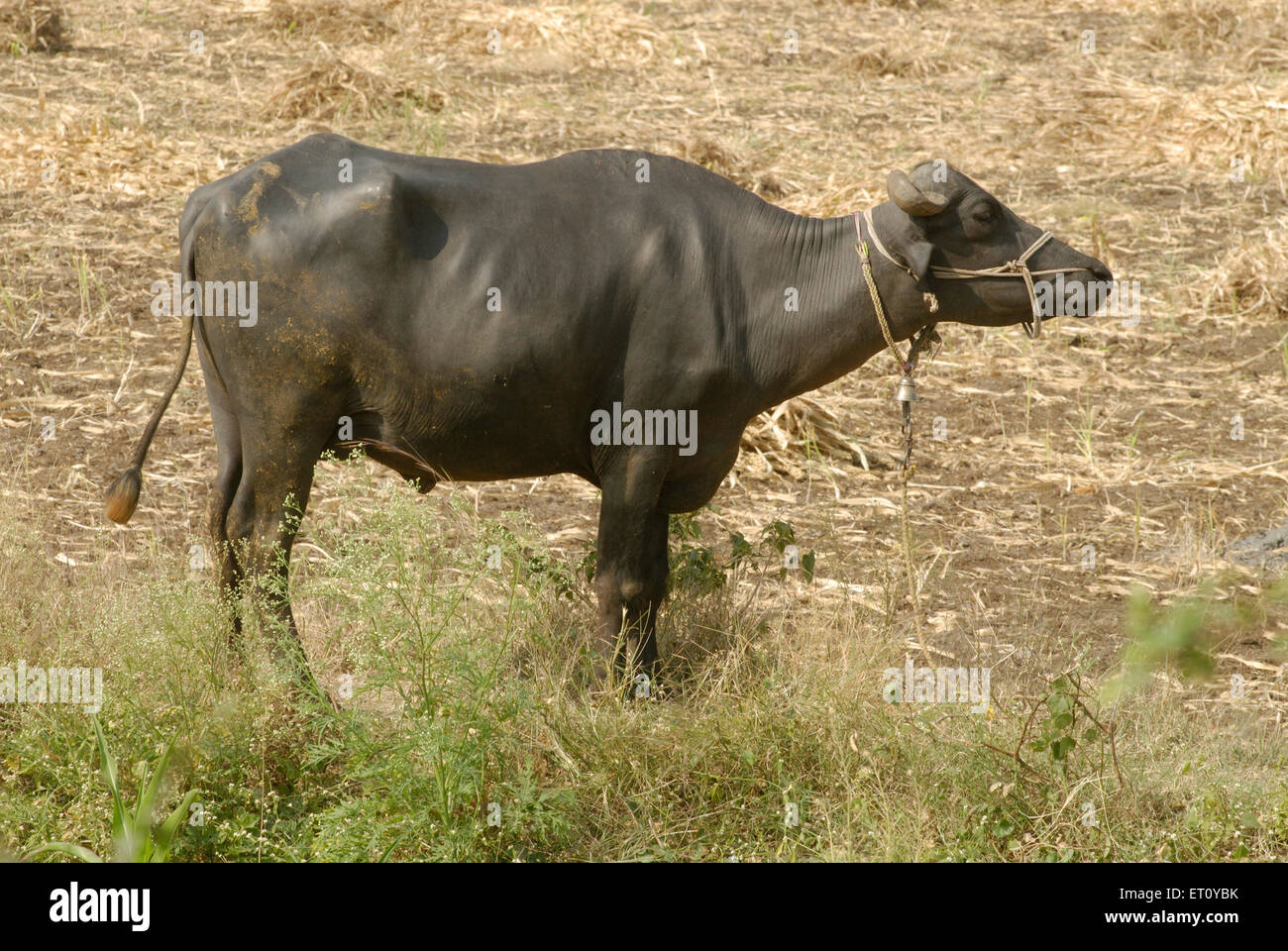 buffalo Unband Stand, Donje, Pune, Maharashtra, Indien Stockfoto