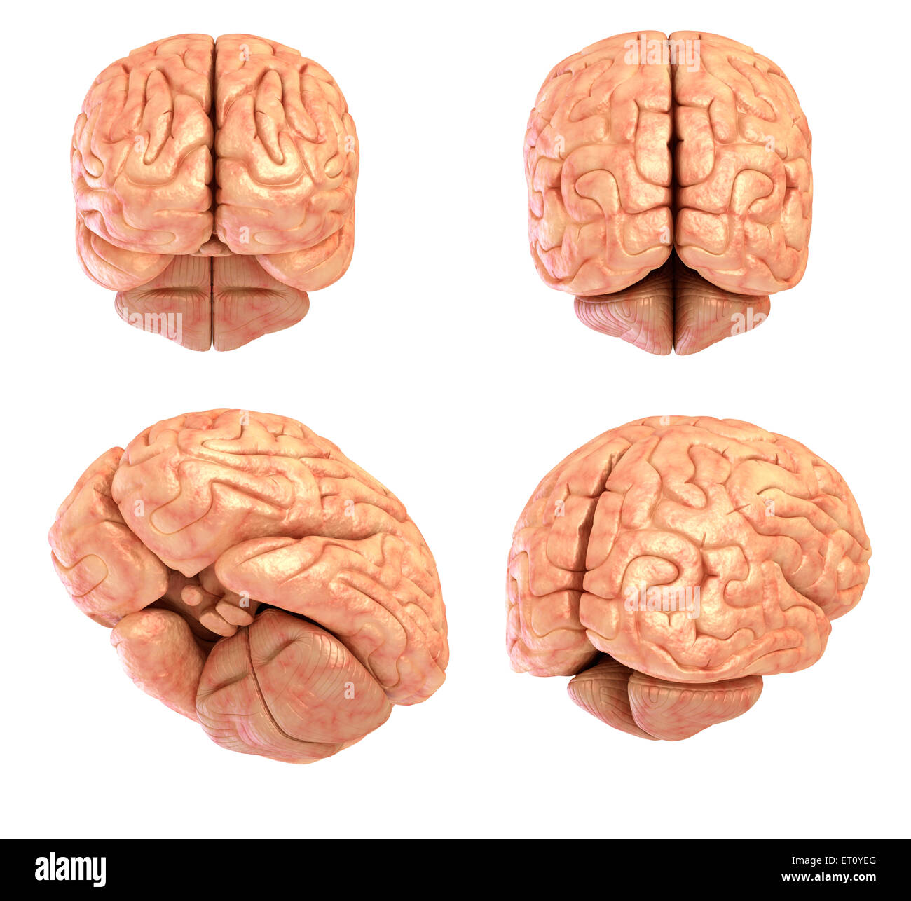 Menschliche Gehirn Modell, isoliert Stockfoto