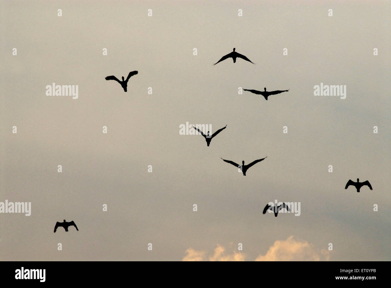 Wilde Enten fliegen Stockfoto