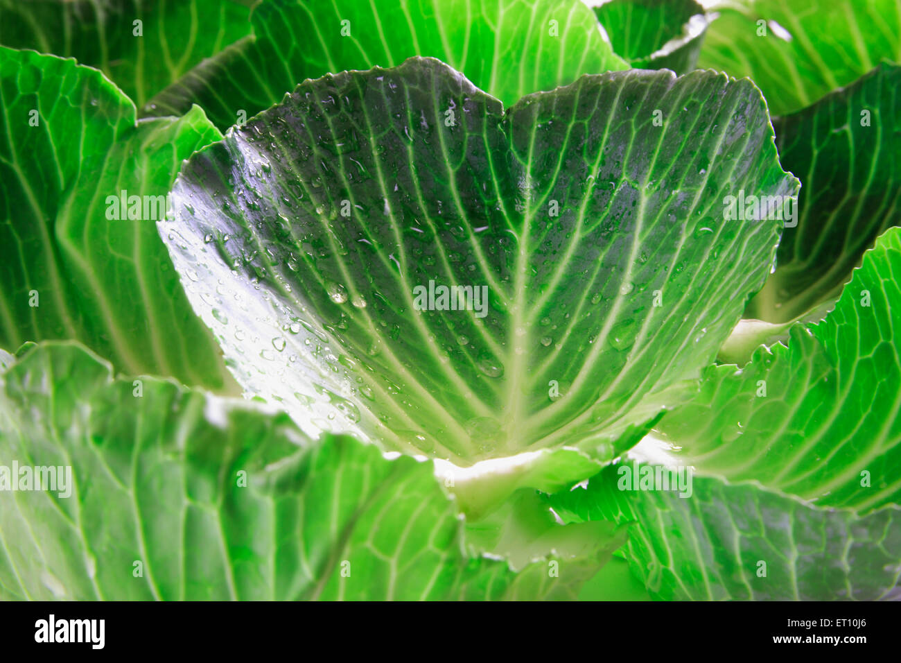 Grünes Gemüse; Wassertropfen auf Pattagobi Kohl Stockfoto