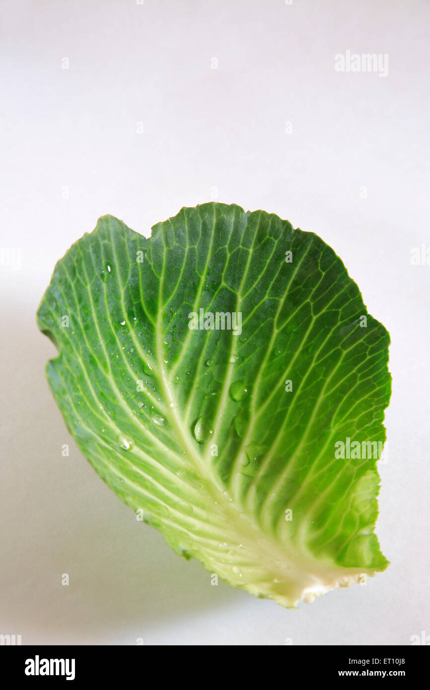 Grünes Gemüse; Wassertropfen auf Pattagobi Kohl auf weißem Hintergrund Stockfoto