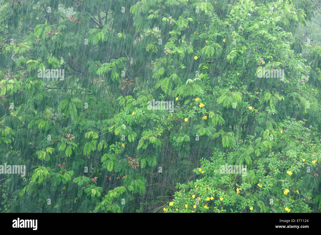 Dichtes Grün und Starkregen am Juhu Mumbai Indien Asien Stockfoto