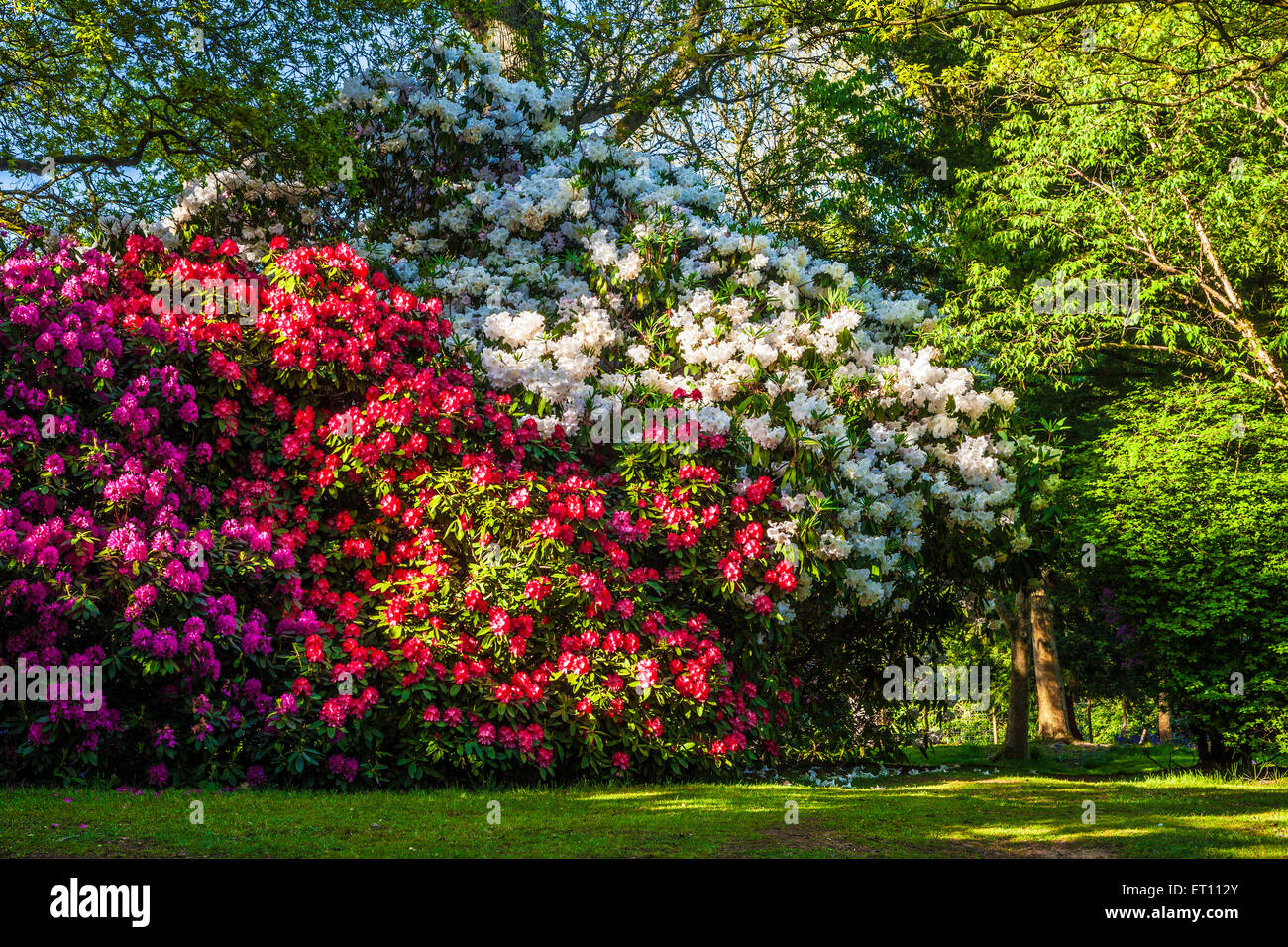 Rhododendren auf dem Bowood Anwesen in Wiltshire. Stockfoto