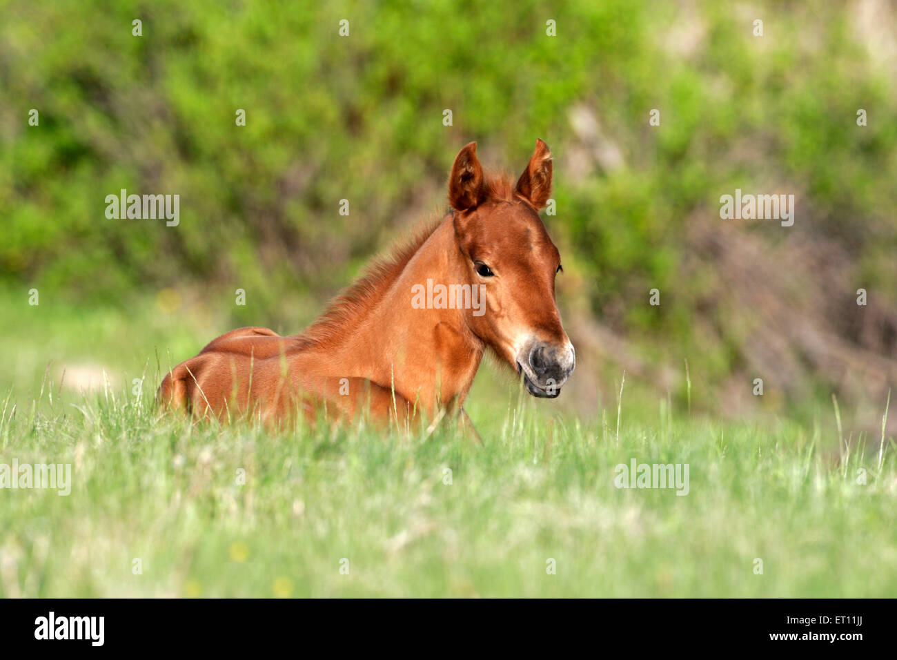 Viertelpferd-Filly ruht auf der Frühlingswiese Stockfoto