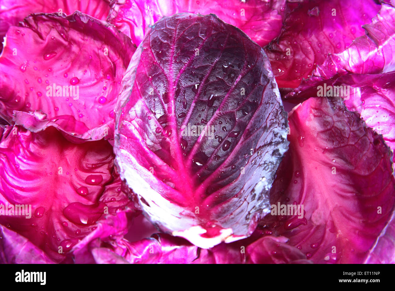 Kohl lila rot blau violett Stockfoto