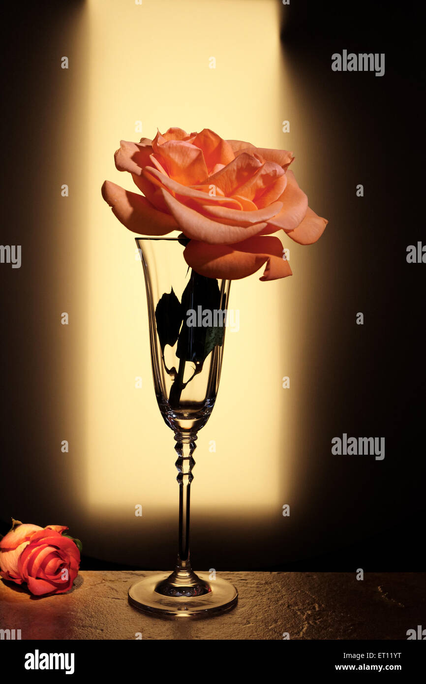 Flöten Sie Stil Champagner Glas mit einer kleinen Menge Champagner im Glas.  Orange rose in voller Blüte im Glas eingelegt. Stockfoto