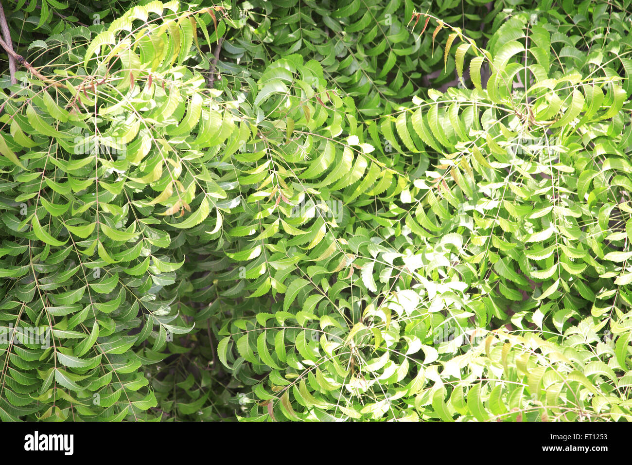 Azadirachta indica, Neemblattblätter, Nimbaumblätter, indische Fliederblätter, Margosa-Baumblätter Stockfoto