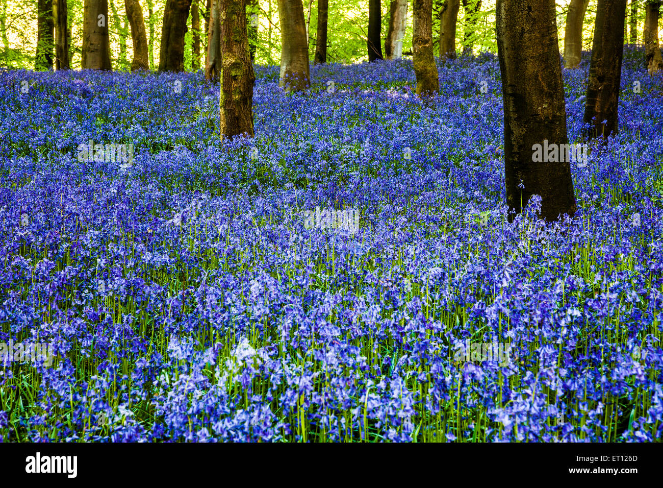 Glockenblumen in den Wäldern des Weingutes Bowood in Wiltshire. Stockfoto