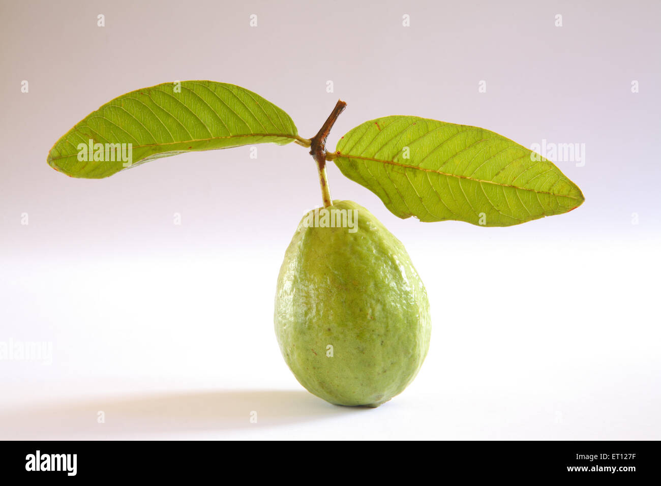 Guava Frucht, Psidium guajava, Früchte mit grünem Blatt auf weißem Hintergrund Stockfoto