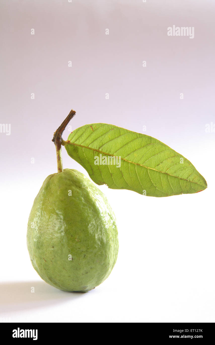 Guava Frucht, Psidium guajava, Früchte mit grünem Blatt auf weißem Hintergrund Stockfoto