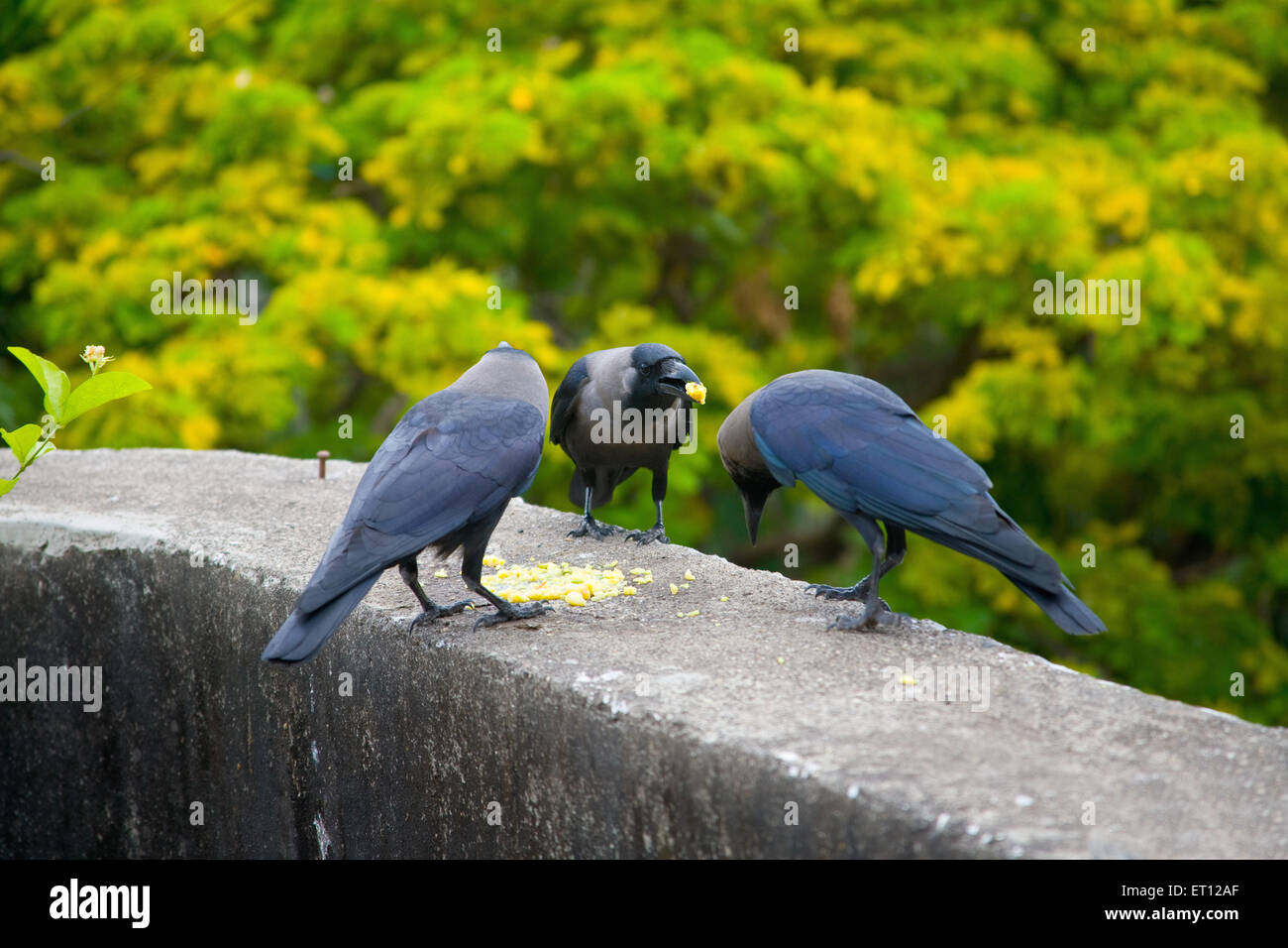 Krähen Essen Stockfoto