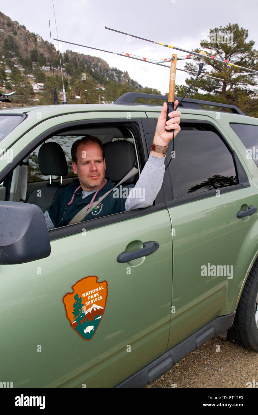 National Park Service Biologe mit einem Radio GPS Fahrzeugortung um Elch in Rocky Mountain Nationalpark, Colorado, USA zu überwachen. HERR Stockfoto