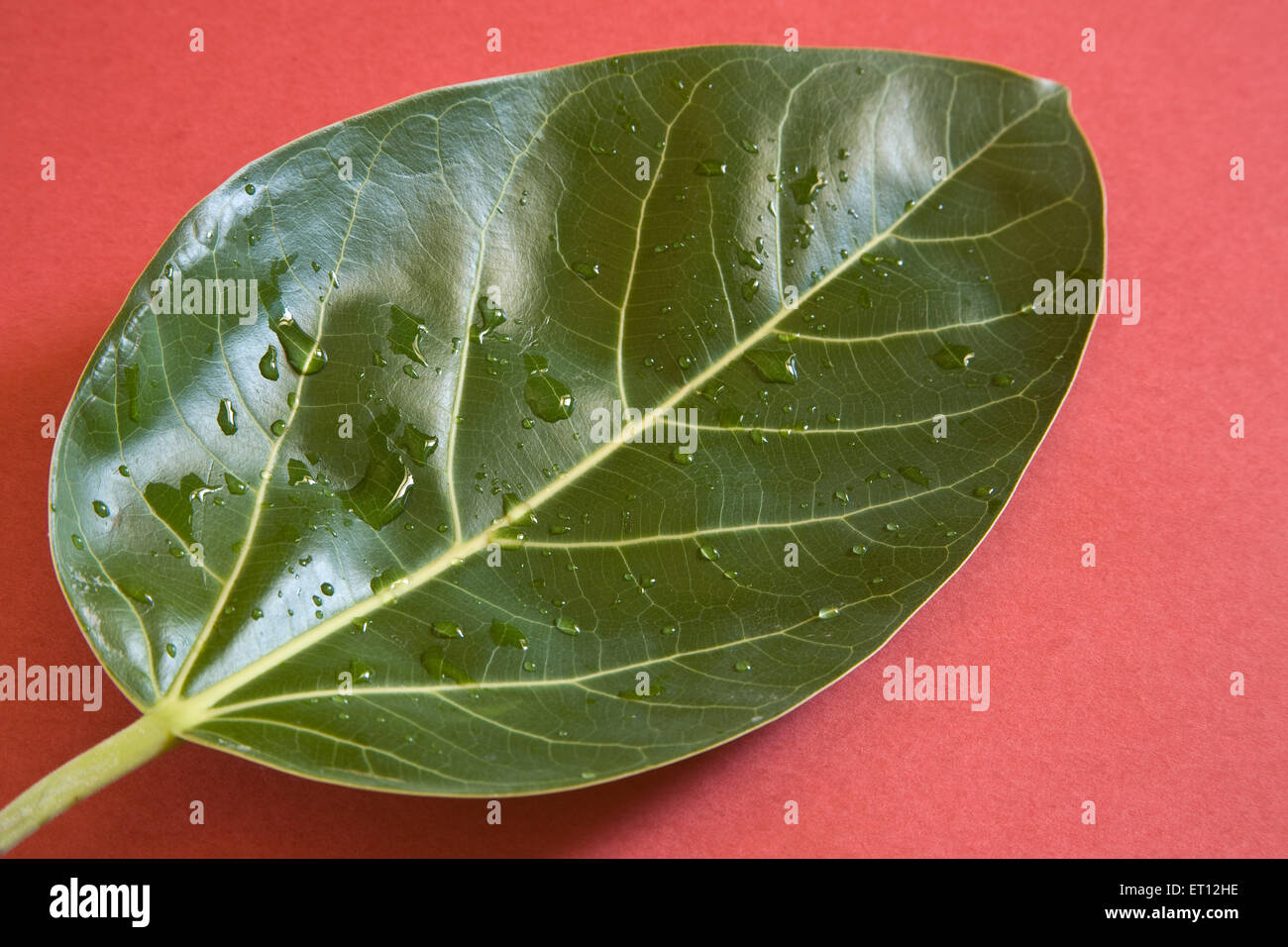 Mandelbaum auf rotem Hintergrund Stockfoto