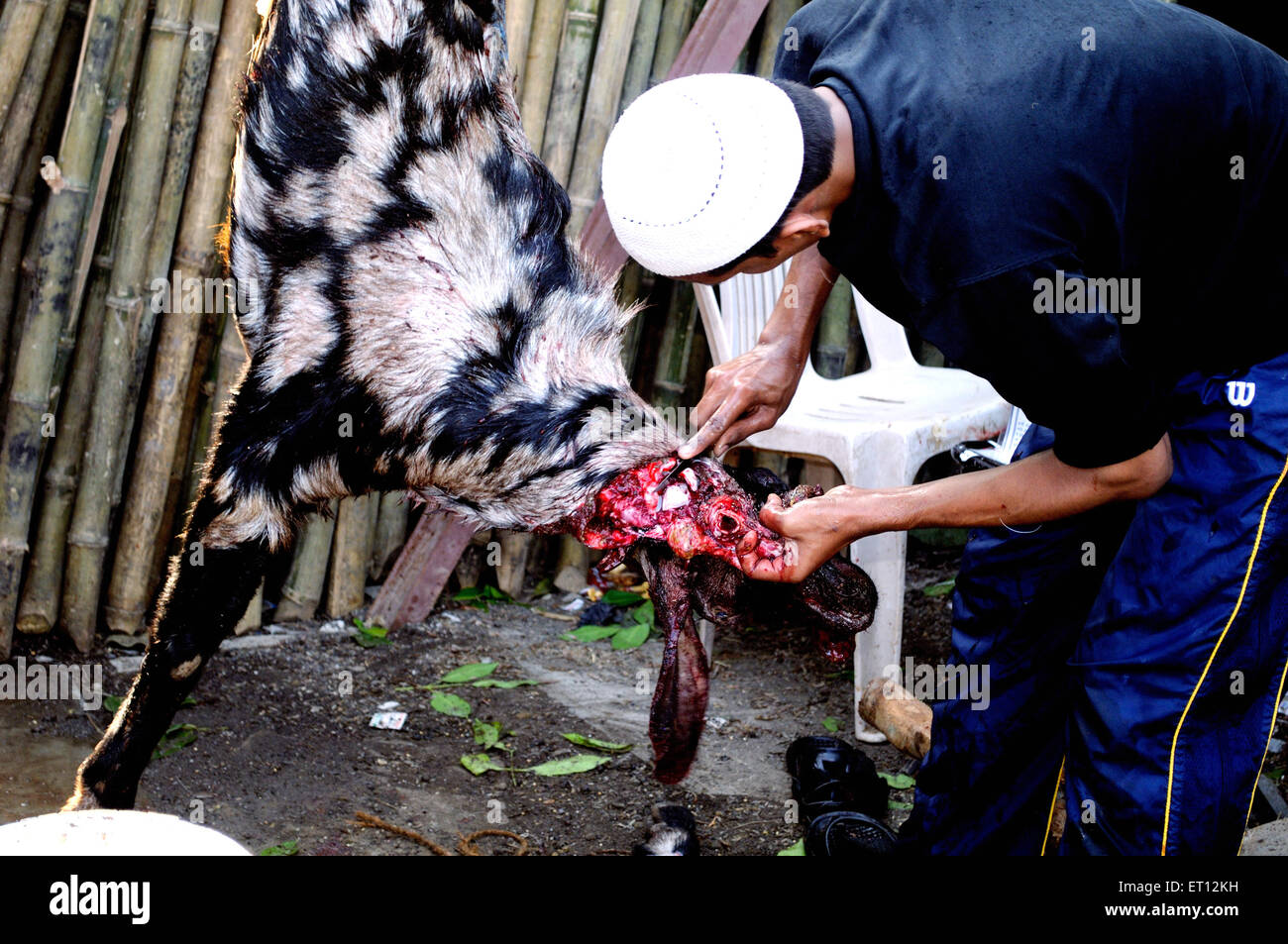 Ziege geschlachtet am Vorabend des Bakra Eid; Indien Stockfoto