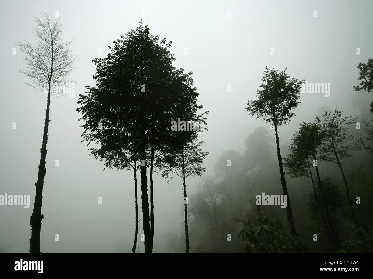 Bäume im Nebel; Sandakfu; Sandakphu; Sandakpur; Westbengalen; Indien Stockfoto