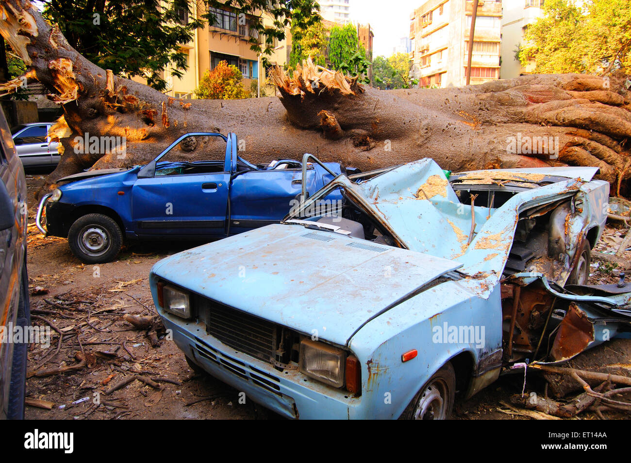 Naturkatastrophe vom Baum fallen auf Autos zu Dadar; Bombay Mumbai; Maharashtra; Indien 8 März 09 Stockfoto
