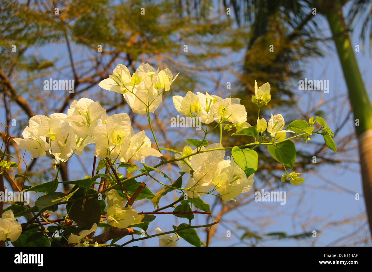 Bougainvillea Pflanze gelbe Blüten Stockfoto