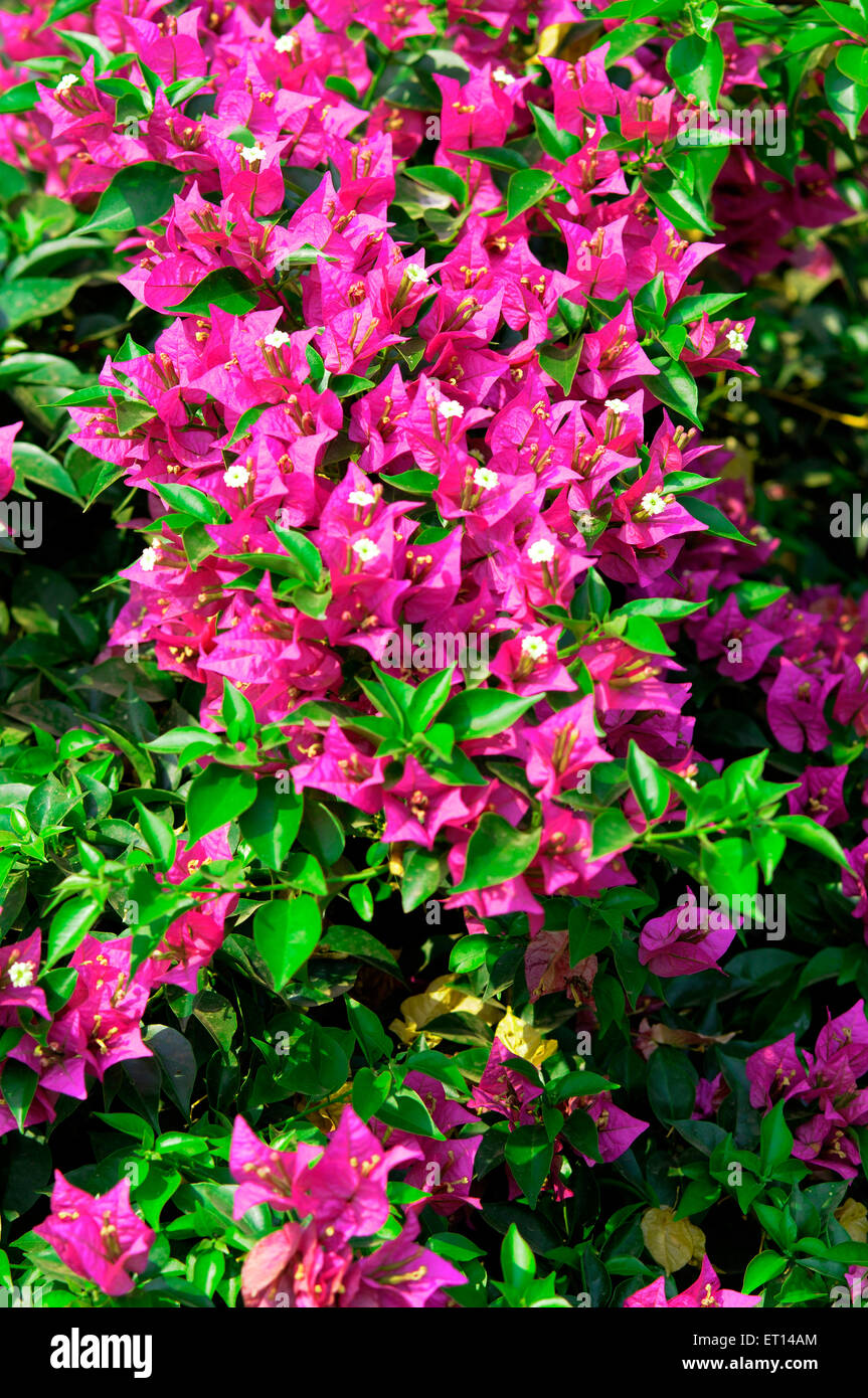 Bougainvillea Pflanze rosa Blüten Stockfoto